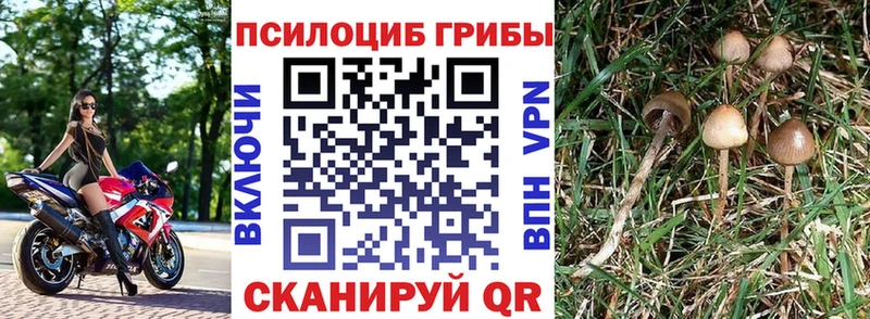 MEGA   Волхов  Псилоцибиновые грибы MAGIC MUSHROOMS 